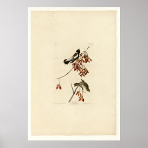 Ris Bird Poster