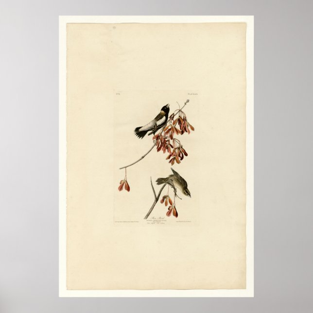 Ris Bird Poster (Framsidan)