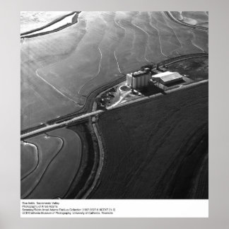Ris Fält, Sacramento Valley, av Ansel Adams Poster
