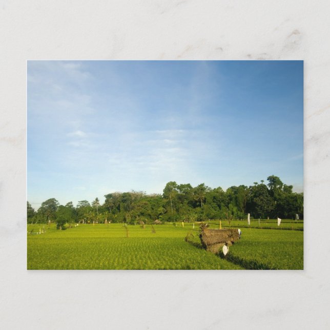 Ris paddy fält i Bali Vykort (Framsida)
