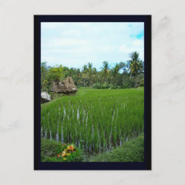Ris Paddy, Ubud Bali, Indonesien Vykort