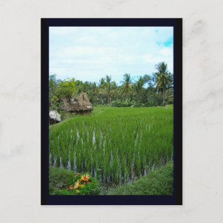 Ris Paddy, Ubud Bali, Indonesien Vykort