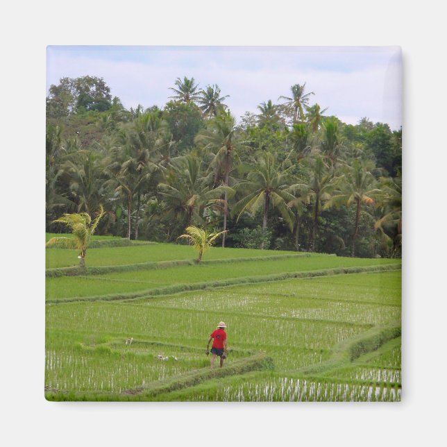 Ris Paddys Ubud Bali Magnet (Framsidan)
