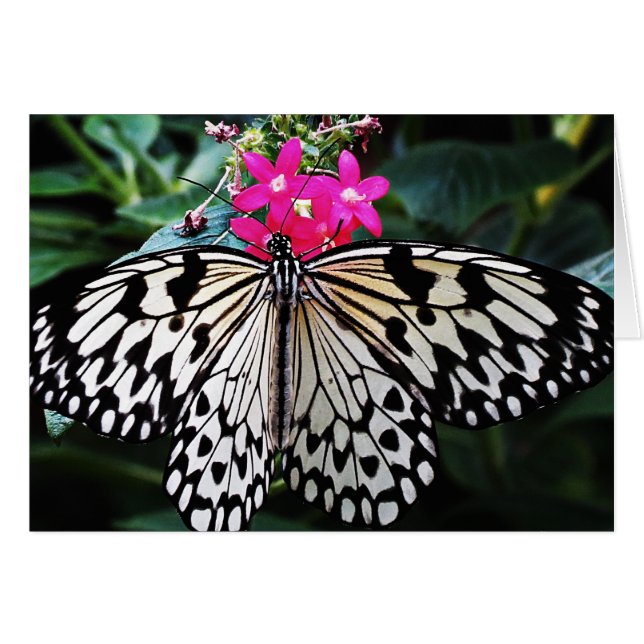 Ris Papper på Rosa Hälsningskort (Framsidan Horizontal)