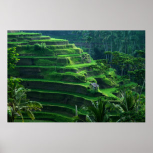 Ris sätter in Bali Indonesien Poster