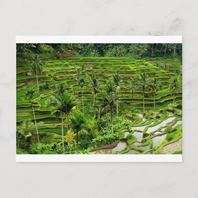 Ris Terrace på Bali Vykort (Framsida)