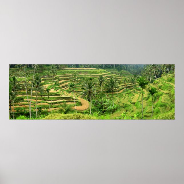 Ris Terraces i Bali Poster Skriv ut (Framsidan)