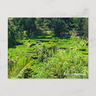Ris Terraces of Bali, Indonesien Vykort