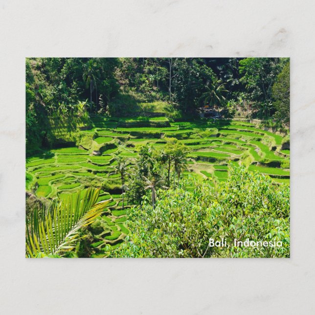 Ris Terraces of Bali, Indonesien Vykort (Framsida)