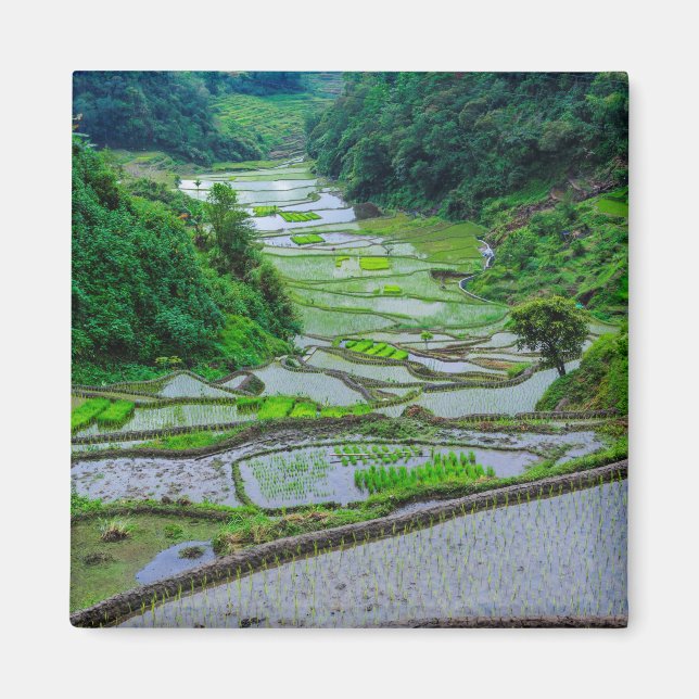 Ris Terraces of Banaue, Luzon Magnet (Framsidan)