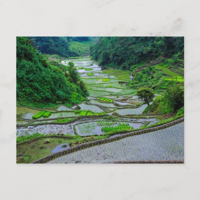 Ris Terraces of Banaue, Luzon Vykort (Framsida)