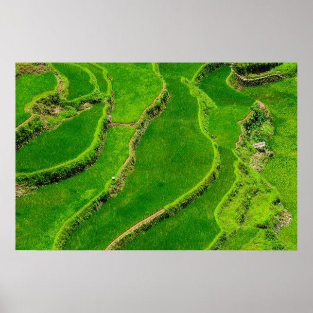 Ris Terraces Poster (Framsidan)