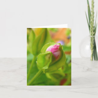 Riskera för att blomstra kort
