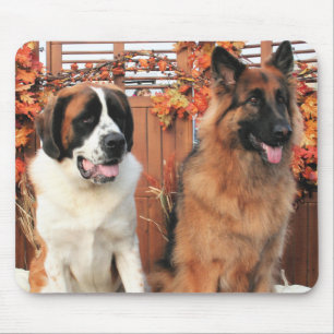 Riskera LH-Herden Mae St Bernard Photo-3 Musmatta