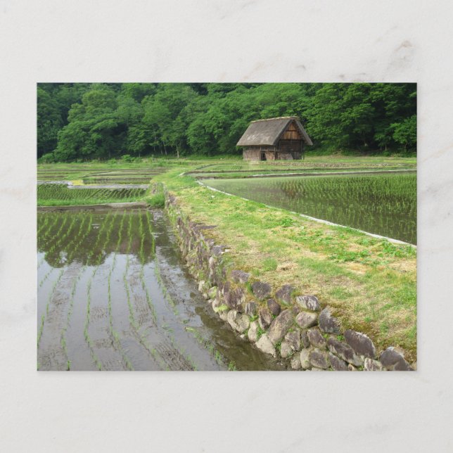 Risodlingar: Gifu, Japan Vykort (Framsida)