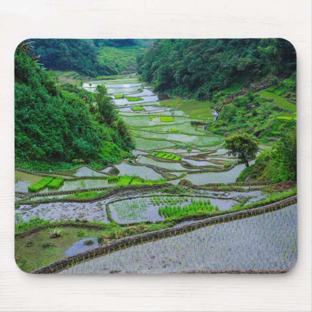 Risterrasserna i Banaue, Luzon Musmatta (Framsidan)