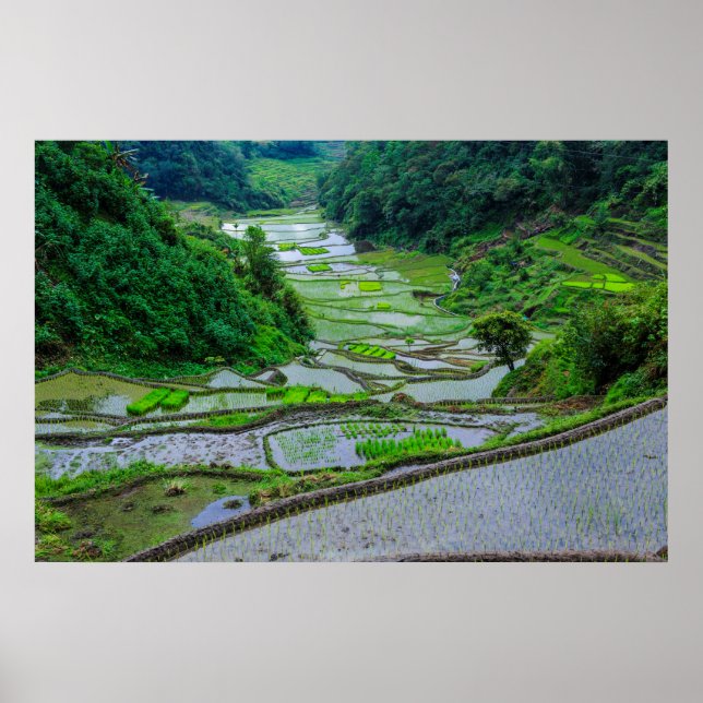 Risterrasserna i Banaue, Luzon Poster (Framsidan)