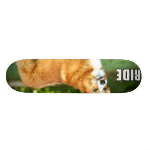Ritt för corgien mini skateboard bräda 18,7 cm