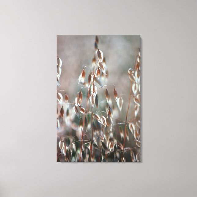 Riva havre (Avena Sativa). Ceres, Boland Canvastryck (Framsida)