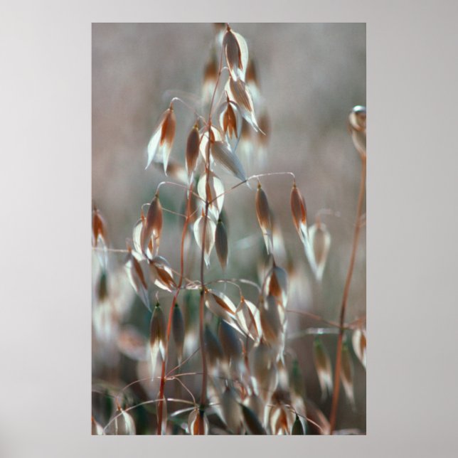 Riva havre (Avena Sativa). Ceres, Boland Poster (Framsidan)