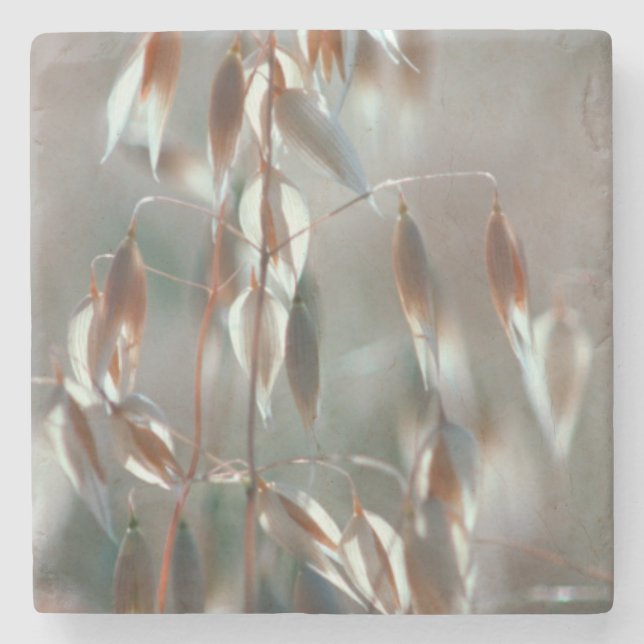 Riva havre (Avena Sativa) nära. Ceres, Boland Stenunderlägg (Framsidan)