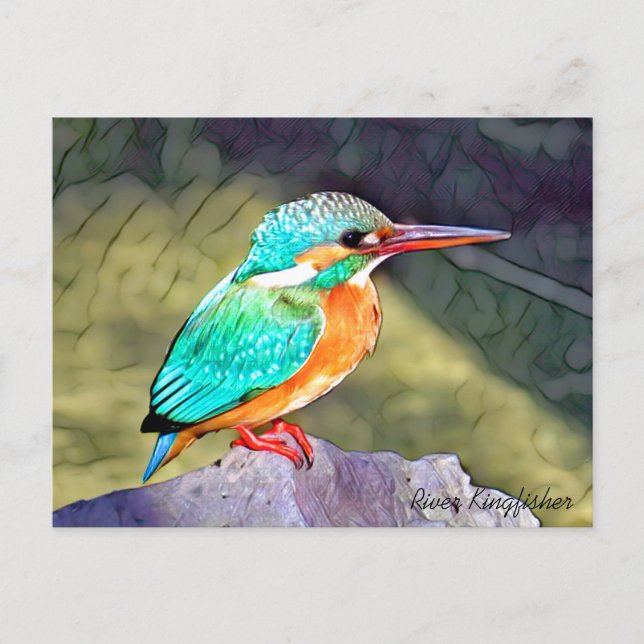 River Kingfisher Vykort (Framsida)