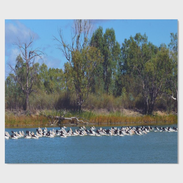 "River Murray's Fishermen: A Pelican Gathering" Presentpapper (Platt)