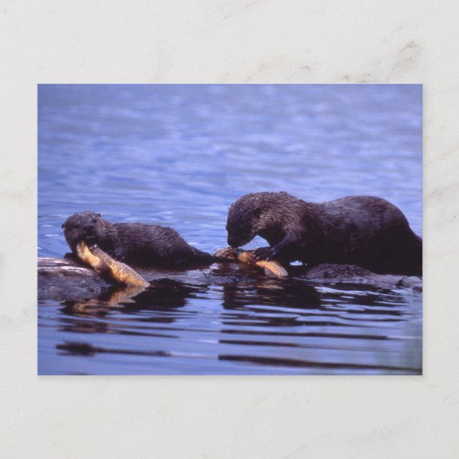River Otters Wildlife Series # 15 Postcard Vykort (Framsida)