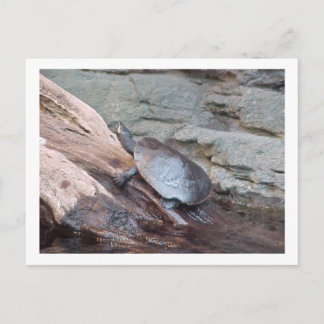 "River Turtle" vykort