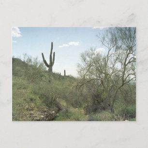 Riverbed Minne Arizona Desert Photo Postcard Vykort