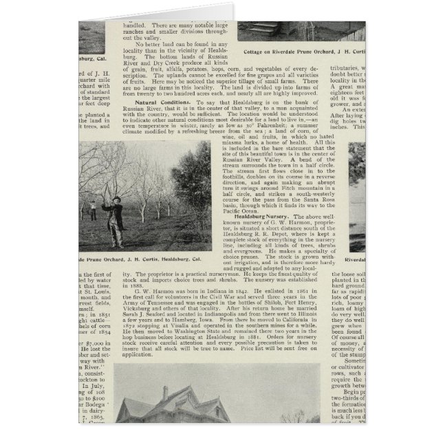 Riverdale Prune Orchard, Kalifornien Hälsningskort (Framsidan)