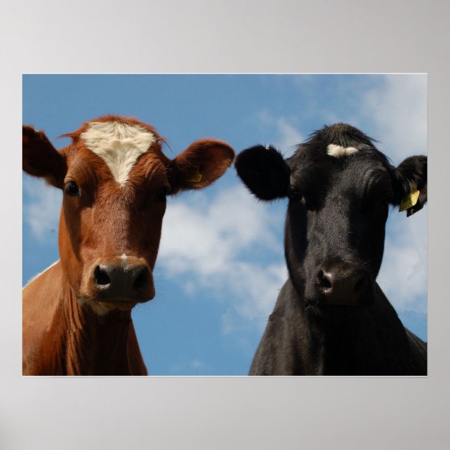 Riverton Cows, Devon, England Poster (Framsidan)