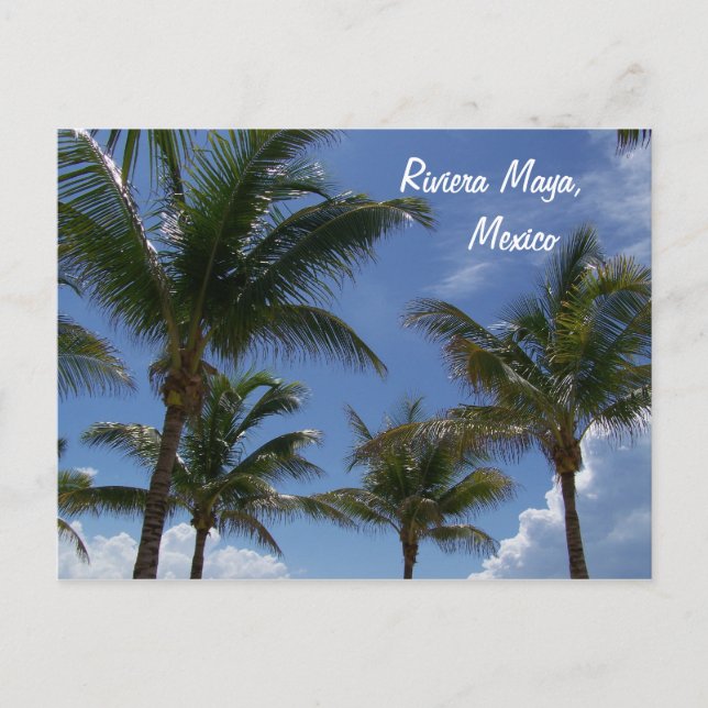 Riviera Maya Cancun, Mexiko Handflatan Träd Vykort (Framsida)