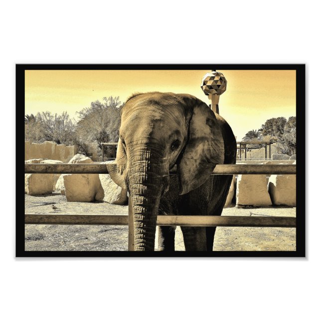 Riyadh Zoo Elephant Fototryck (Framsidan)