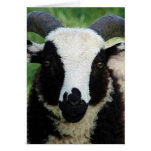 RJ the Jacob Ram Lamb Hälsningskort