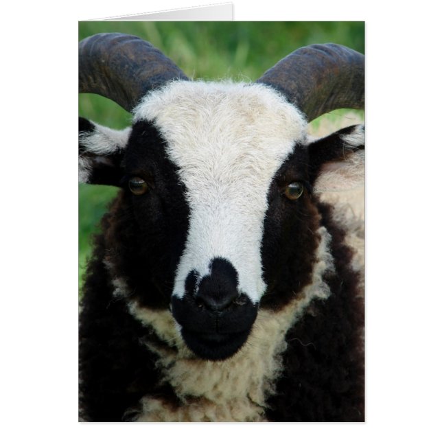 RJ the Jacob Ram Lamb Hälsningskort (Framsidan)