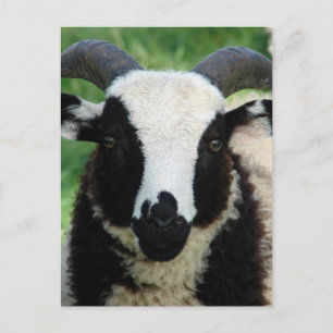 RJ the Jacob Ram Lamb Vykort
