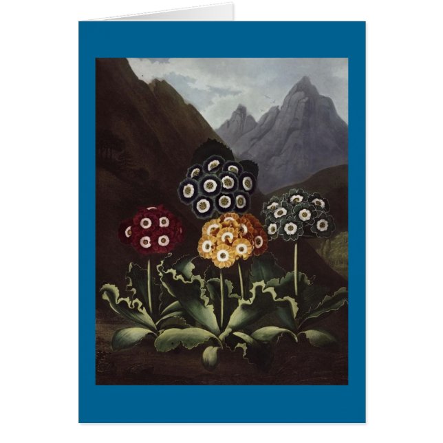 RJ Thornton - Auriculas-gruppen Hälsningskort (Framsidan)