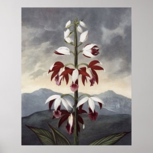 RJ Thornton - Chinan Limodoron Orchid Poster