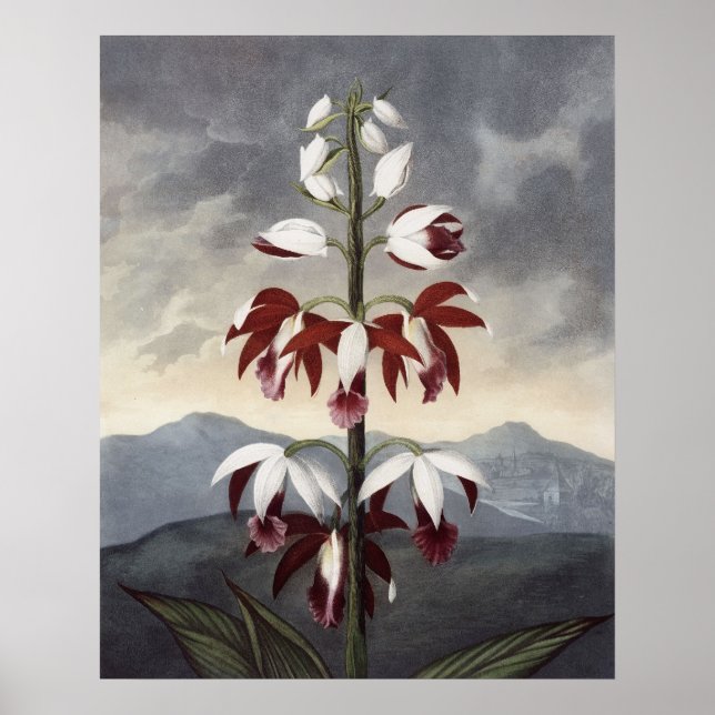 RJ Thornton - Chinan Limodoron Orchid Poster (Framsidan)