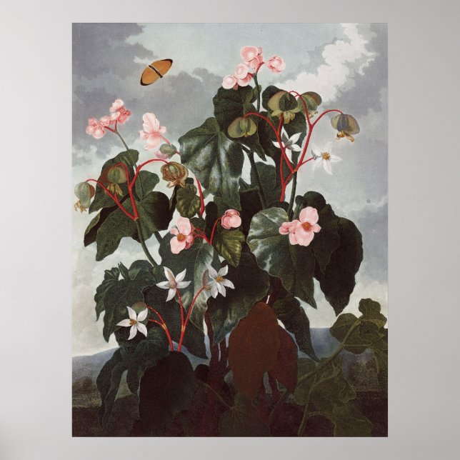 RJ Thornton - Oblique-leaved Begonia Poster (Framsidan)
