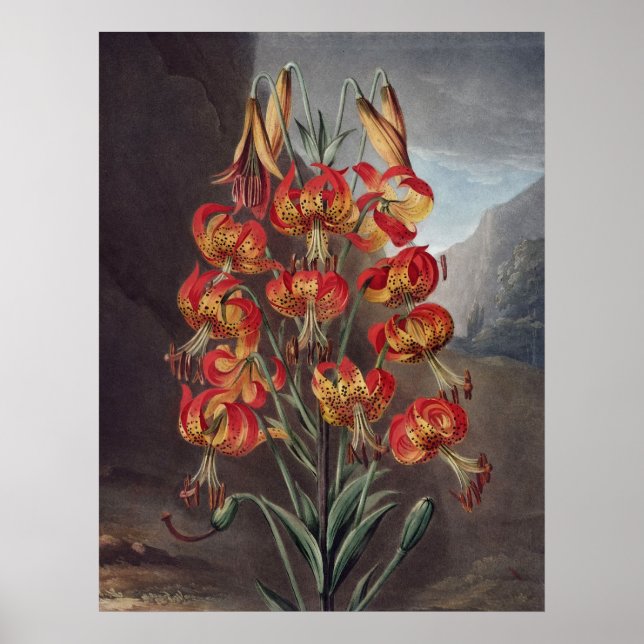 RJ Thornton - Supurb Lily Poster (Framsidan)