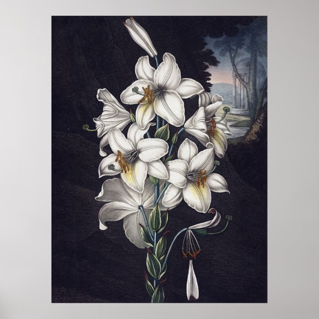 RJ Thornton - White Lily Poster (Framsidan)
