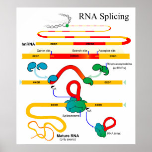 RNA-klyvningsdiagram för molekylär biologi Genetis Poster