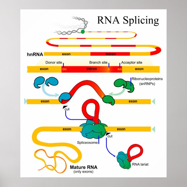 RNA-klyvningsdiagram för molekylär biologi Genetis Poster (Framsidan)