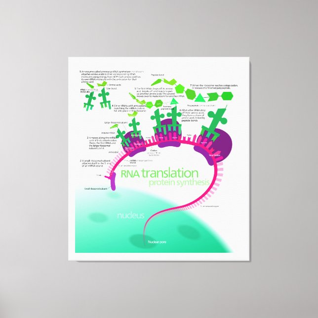 RNA-översättning i proteinsyntesdiagram Canvastryck (Framsida)