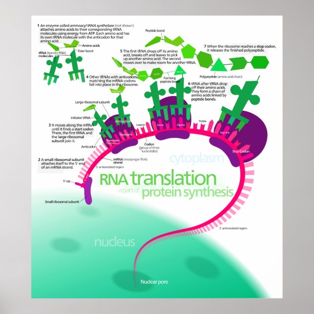RNA-översättning i proteinsyntesdiagram Poster (Framsidan)