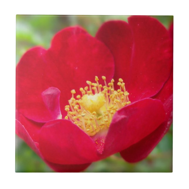 Ro är ett rött dekorativt fält kakelplatta (Framsidan)