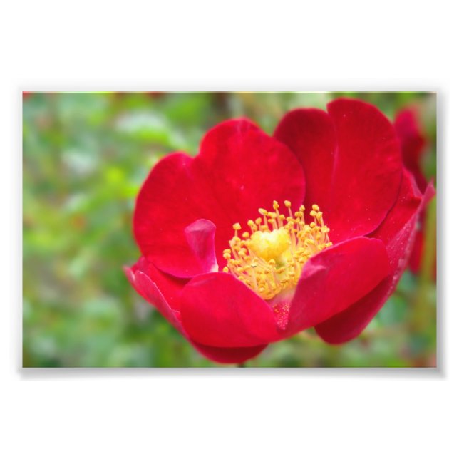 Ro är Red Photo Print Fototryck (Framsidan)