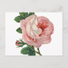 Ro är Rosa Vykort